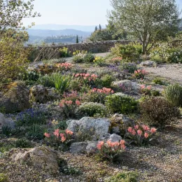 Tulipe botanique greigii 'Princesse charmante' (Tulipa greigii) — massif de tulipes basses dans rocaille ensoleillée