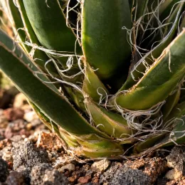 Agave à fleurs géminées 'Rastaman' (Agave geminiflora) — gros plan sur rosette de feuilles fibreuses · Photo d'illustration