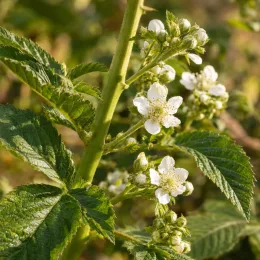 Murier 'Lochness' (Rubus fruticosus) — grappes de petites fleurs blanches et boutons · Photo d'illustration