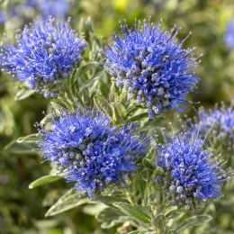 Barbe-bleue 'Heavenly baby' (Caryopteris clandonensis) — bouquets de petites fleurs bleues en pompons · Photo d'illustration