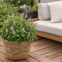 Menthe fraise 'Strawberry mint' (Mentha spicata) — plante aromatique fleurie en panier tressé sur terrasse · Photo d'illustration