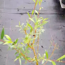 Saule blanc 'Chermesina' (Salix alba) — jeune arbuste élancé en pot de pépinière · Pot 2.5L