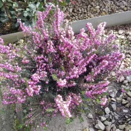 Bruyère 'George rendall rose pourpre' (Erica darleyensis) — touffe dense de petites fleurs roses au jardin · Pot 3L Touffe