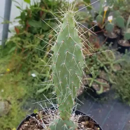 Figuier de barbarie 'Crystal tide' (Opuntia polyacantha) — jeune cactus dressé à longues épines blanches · Pot 2.5L