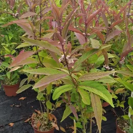 Arbre aux bonbons (Callicarpa kwangtungensis) — jeunes arbustes feuillus avec petits fruits groupés · Pot 3L Touffe