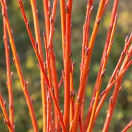Saule blanc 'Chermesina' (Salix alba) — rameaux orangés dressés avec bourgeons apparents · Photo d'illustration