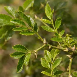 Poivrier de timut (Zanthoxylum alatum) — rameau épineux avec petites feuilles composées · Photo d'illustration