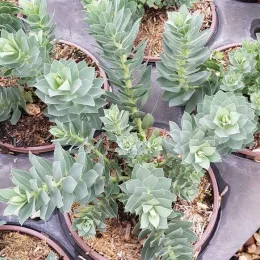 Euphorbe de corse (Euphorbia myrsinites) — jeune plante succulente en pot de pépinière · Pot 3L