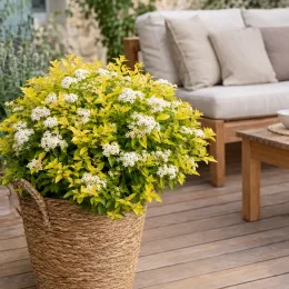 Spirée du japon 'Golden princess' (Spiraea japonica) — arbuste fleuri en grand pot tressé sur terrasse · Photo d'illustration