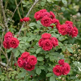 Rosier 'Moin moin®' (Rosa) — buisson dense couvert de nombreuses fleurs rouges