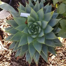 Aloès spirale du lesotho (Aloe polyphylla) — rosette succulente verte en pot de culture · Pot 8L