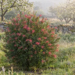 Grévilléa 'Gem' (Grevillea canberra) — arbuste fleuri isolé dans un pré naturel · Photo d'illustration