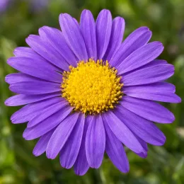 Aster des alpes 'Violet' (Aster alpinus) — fleur violette à cœur jaune en gros plan · Photo d'illustration