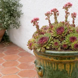 Joubarbe à rosette rose 'Tesoro' (Sempervivum) — succulente en rosette vert et rose en pot · Photo d'illustration