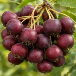 Fruitier rare 'Mitjurinskaja desertnaja' (Sorbomespilus) — gros plan de grappes de petits fruits rouges