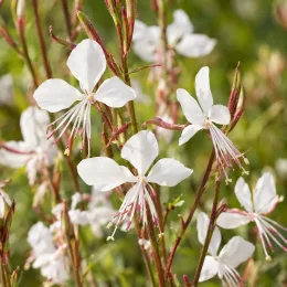 Gaura 'Gaudi medium white' (Gaura lindheimeri) — fines fleurs blanches étoilées sur tiges rouges