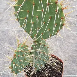 Oponce à aiguilles de feu (Opuntia phaecantha) — cactus aux larges raquettes vertes très épineuses · Godet