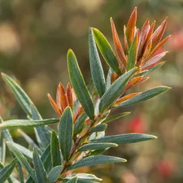 Rince bouteille 'Woodlander's hardy' (Callistemon rigidus) — jeunes pousses colorées sur rameau au feuillage étroit · Photo d'illustration