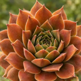 Succulente 'Copper canyon' (Sempervivum) — gros plan de rosette succulente aux feuilles cuivrées · Photo d'illustration
