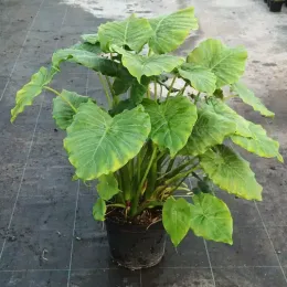 Oreille d’Éléphant (Alocasia macrorrhizos) — grand plant à larges feuilles nervurées vertes · Pot 8L