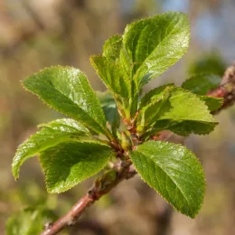 Prunier brompton 'Brompton' (Prunus domestica) — jeunes feuilles vertes sur rameau brun · Photo d'illustration