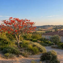 Erythrine caffre - arbre-corail (Erythrina caffra) — arbre ornemental fleuri dans jardin méditerranéen ensoleillé · Photo d'illustration