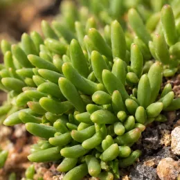 Pourpier vivace 'Red mountain' (Delosperma dyeri) — touffe de petites tiges charnues vertes · Photo d'illustration
