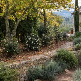 Camélia d'automne 'Rainbow blanc rose' (Camellia sasanqua) — massifs arbustifs fleuris le long d'une allée · Photo d'illustration