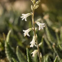 Succulente 'Concolor' (Haworthia fasciata) — hampe florale avec petites fleurs tubulaires blanches · Photo d'illustration