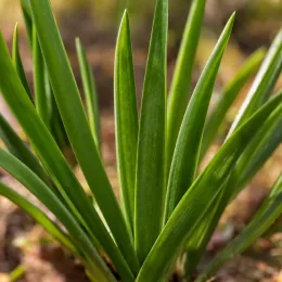 Fleur arlequin 'Mélange' (Sparaxis tricolor) — touffe de longues feuilles vertes lancéolées · Photo d'illustration
