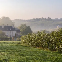 Oranger trifolié (Poncirus) — haie le long d’un champ devant une maison · Photo d'illustration