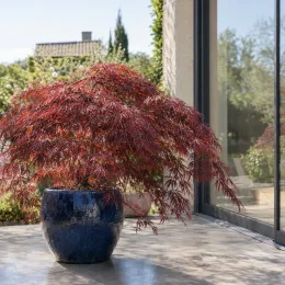 Erable du japon pourpre 'Crimson queen' (Acer palmatum) — arbuste au feuillage rouge en pot vernissé bleu · Photo d'illustration