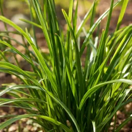 Lis zéphyr (Zephyranthe candida) — touffe dense de longues feuilles vertes rubanées · Photo d'illustration