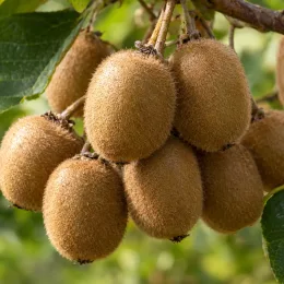 Kiwi (Actinidia chinensis) — grappe de fruits ovales à peau duveteuse