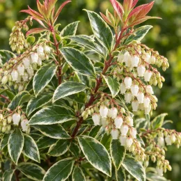 Andromède du japon 'Flaming silver' (Pieris japonica) — grappes de petites clochettes blanches sur feuillage panaché · Photo d'illustration