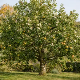 Pommier 'Sainte germaine' (Malus domestica) — grand arbre fruitier isolé chargé de pommes