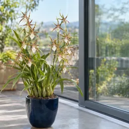 Orchidée 'Sweet senorita' (Miltassia estrelita) — plante à longues feuilles et fleurs étoilées en pot · Photo d'illustration
