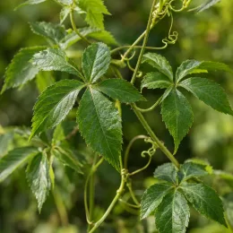Herbe de l'immortalité (Gynostemma pentaphyllum) — tiges grimpantes avec feuilles palmées vertes · Photo d'illustration