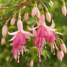 Fushia 'Rose pale' (Fuchsia) — clochettes pendantes roses et rose pâle en fleurs