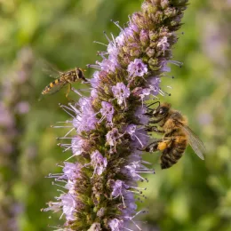 Menthe earl grey 'Earl grey' (Mentha × piperita) — gros plan d’un épi fleuri avec deux insectes · Photo d'illustration