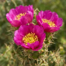 Cactée (Cylindropuntia imbricata) — gros plan de fleurs violet vif sur cactus épineux · Photo d'illustration