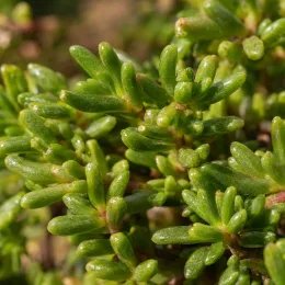 Pourpier vivace (Delosperma nubigenum) — gros plan sur feuillage charnu vert luisant · Photo d'illustration