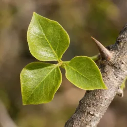 Erythrine caffre - arbre-corail (Erythrina caffra) — trois jeunes feuilles vertes sur branche épineuse · Photo d'illustration