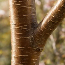 Cerisier du japon 'Sunset boulevard' (Prunus serrulata) — gros plan sur écorce lisse de tronc