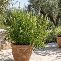 Verveine menthe d'argentine (Aloysia polystachya) — grand arbuste feuillu en pot terracotta extérieur · Photo d'illustration