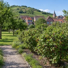 Casseillier (Ribes × culverwellii) — rangée d’arbustes fruitiers au bord d’un sentier · Photo d'illustration