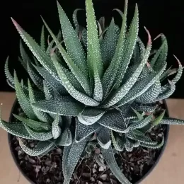 Succulente 'Concolor' (Haworthia fasciata) — rosette de feuilles épaisses vertes tachetées blanches · Pot 1.5L