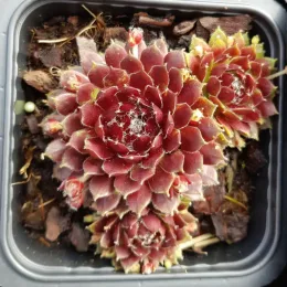 Joubarbe à rosette rouge foncé coeur duveteux 'Cosmic candy' (Sempervivum) — rosettes succulentes rouges au cœur duveteux en pot · Godet