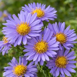 Aster 'Sonora' (Aster amellus) — fleurs violettes à cœur jaune en gros plan