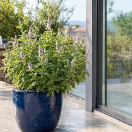 Menthe figue 'Figue' (Mentha spicata) — plante aromatique en pot bleu sur terrasse · Photo d'illustration
